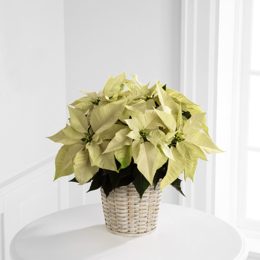 White Poinsettia Basket – Indio Florist, Indio CA