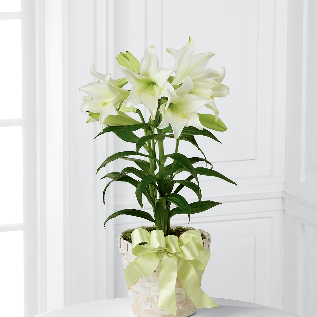 Easter Lily Plant – Indio Florist, Indio CA
