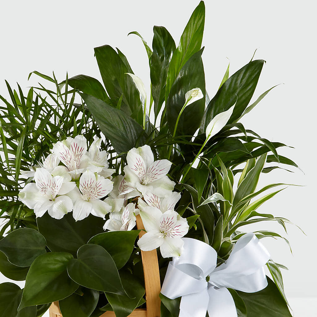 Peace & Serenity Dishgarden – Indio Florist, Indio CA