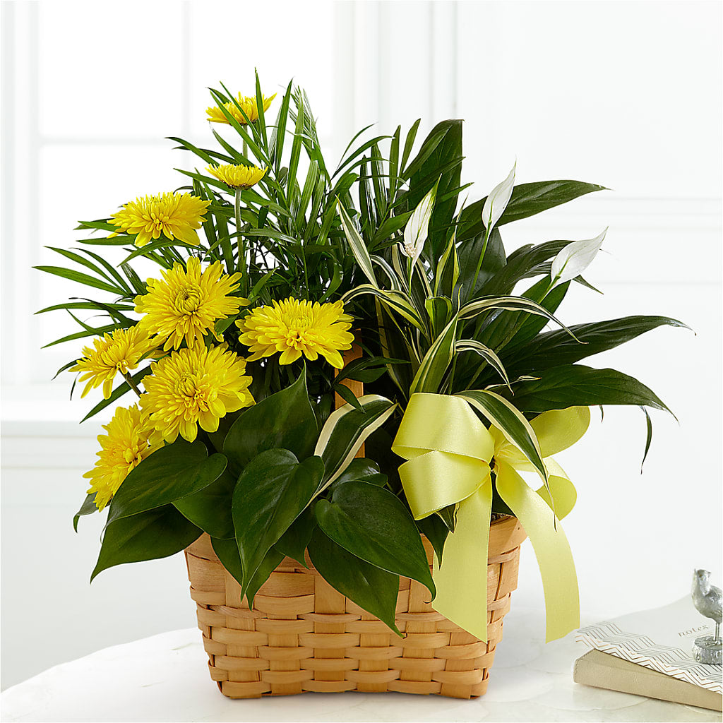 Loving Light Dishgarden – Indio Florist, Indio CA