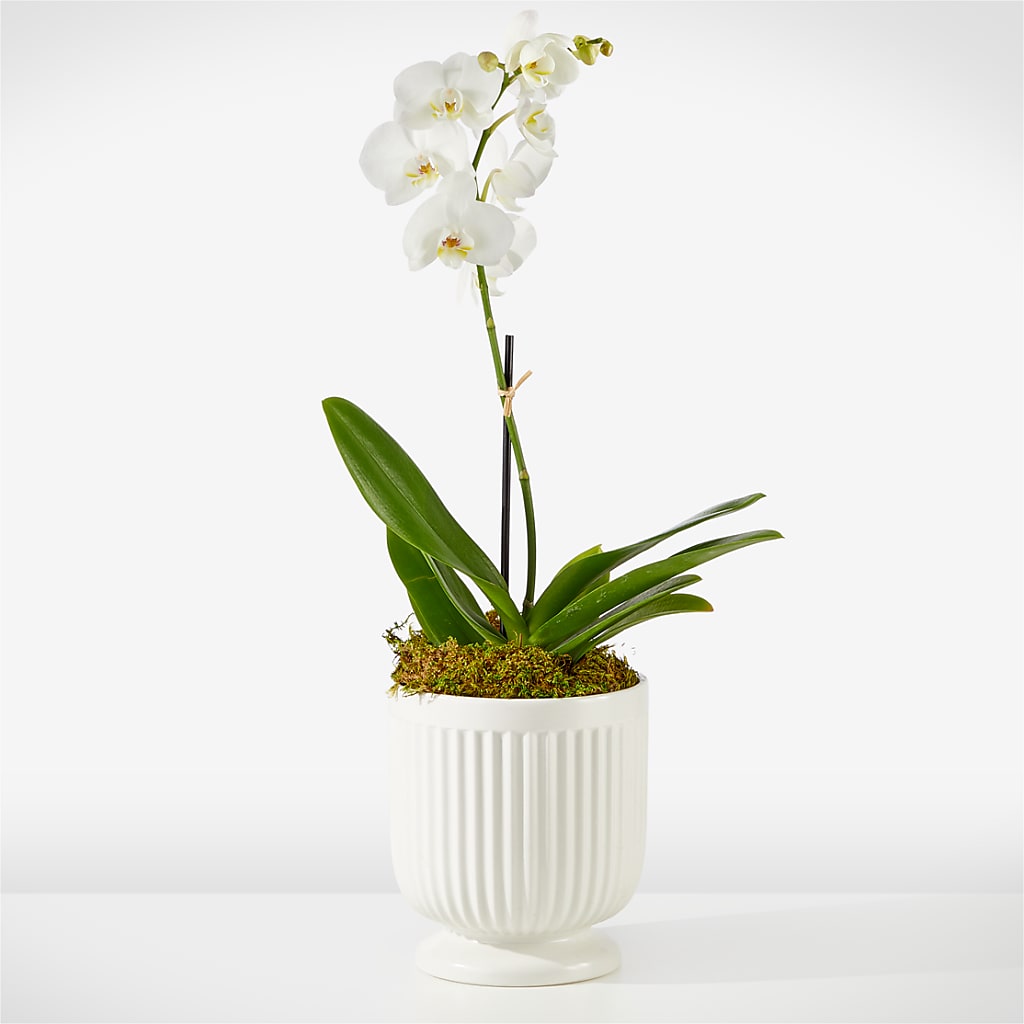 Whispering White Orchid – Indio Florist, Indio CA