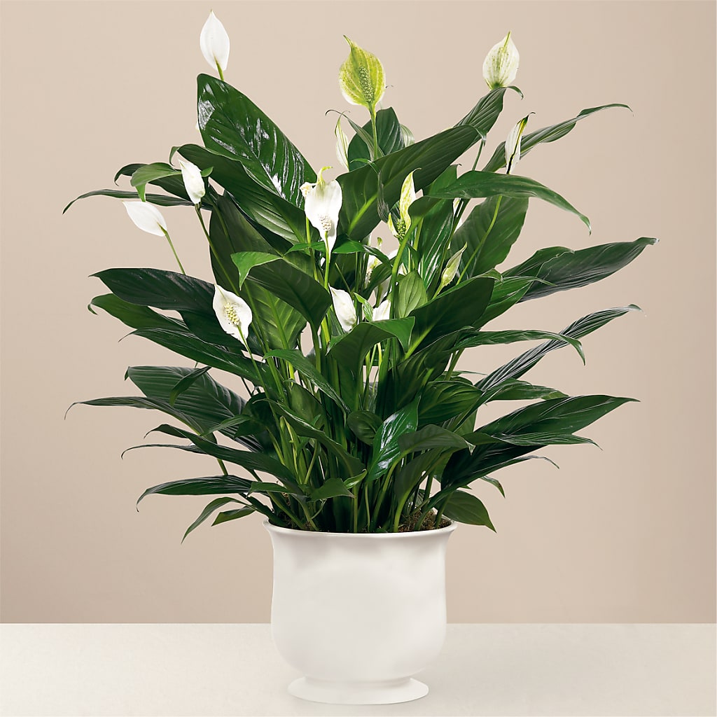 Comfort Planter – Indio Florist, Indio CA