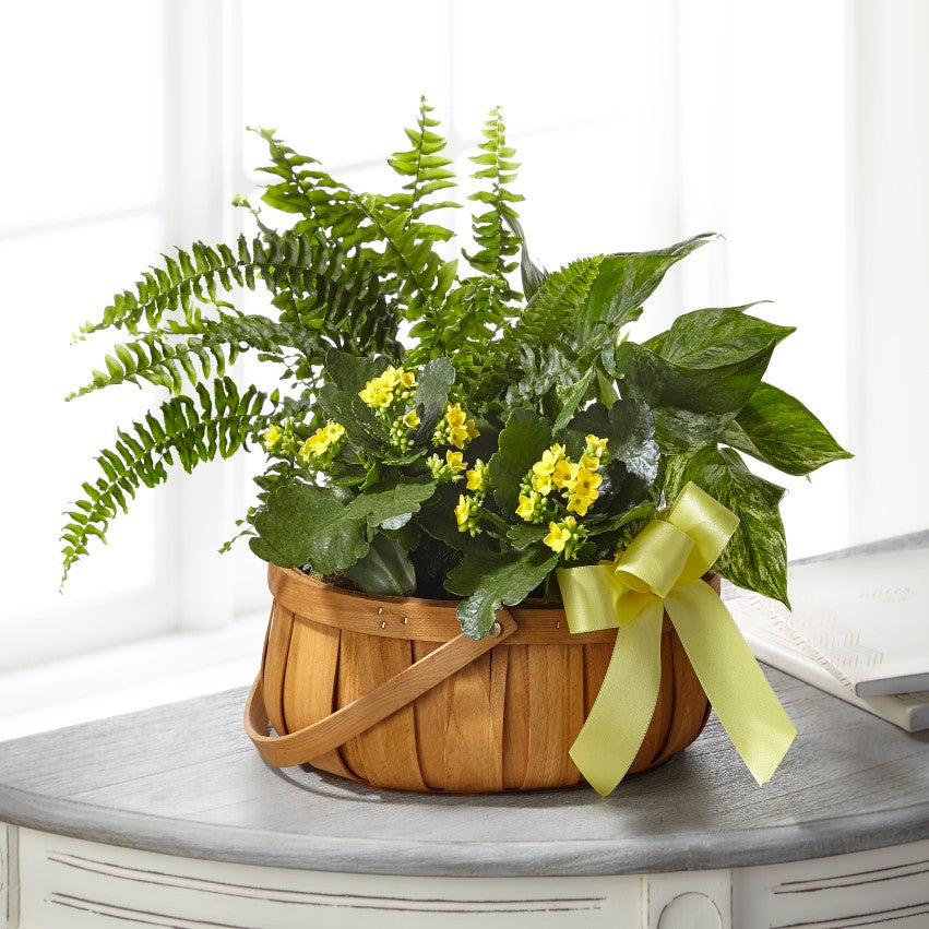 The FTD® Always Dear™ Dishgarden – Indio Florist, Indio CA