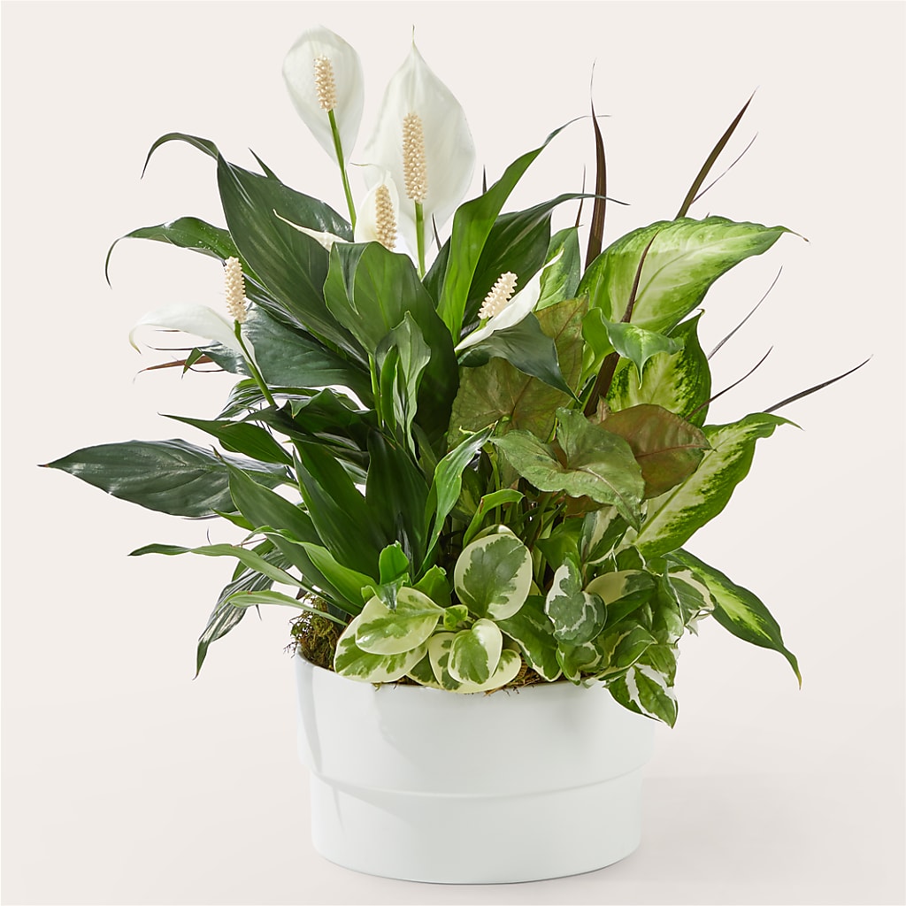 Radiating Positivity Dishgarden – Indio Florist, Indio CA