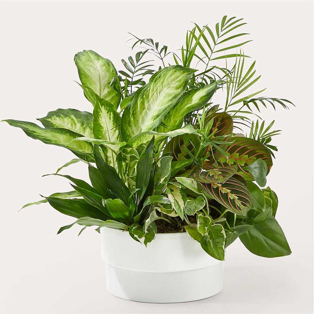 Radiating Positivity Dishgarden – Indio Florist, Indio CA