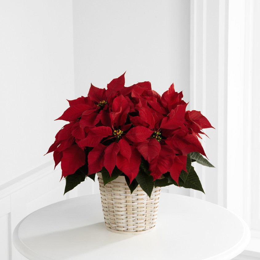 Red Poinsettia Basket