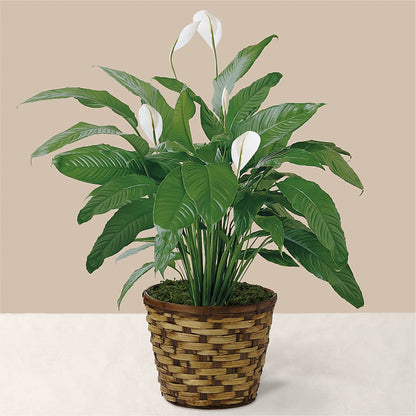 Tranquil Moments Peace Lily Plant –  Indio Florist, Indio CA