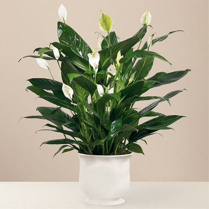 Comfort Planter –  Indio Florist, Indio CA