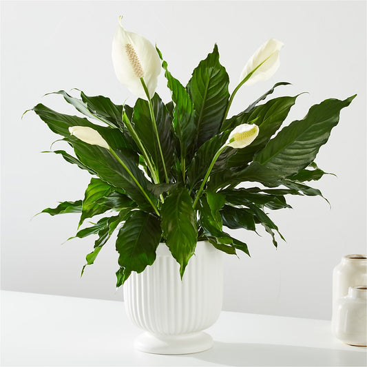 Comfort Planter –  Indio Florist, Indio CA