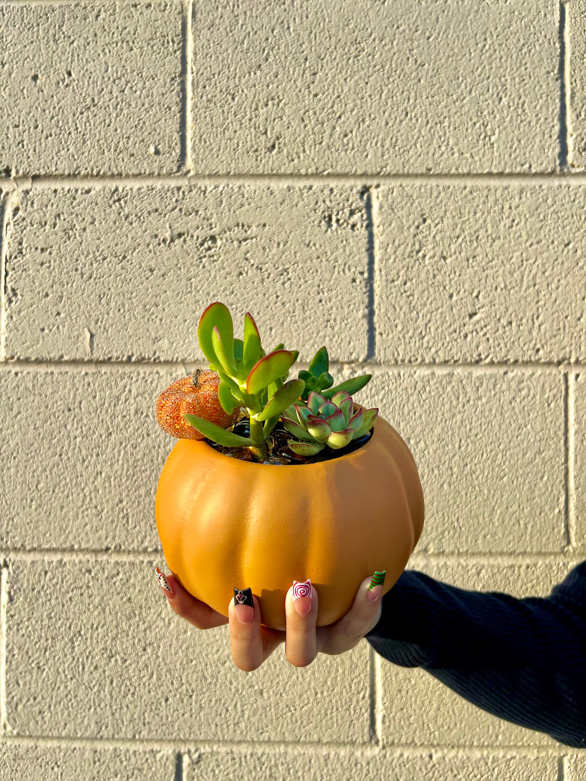 Succulent Pumpkin- Orange –  Indio Florist, Indio CA