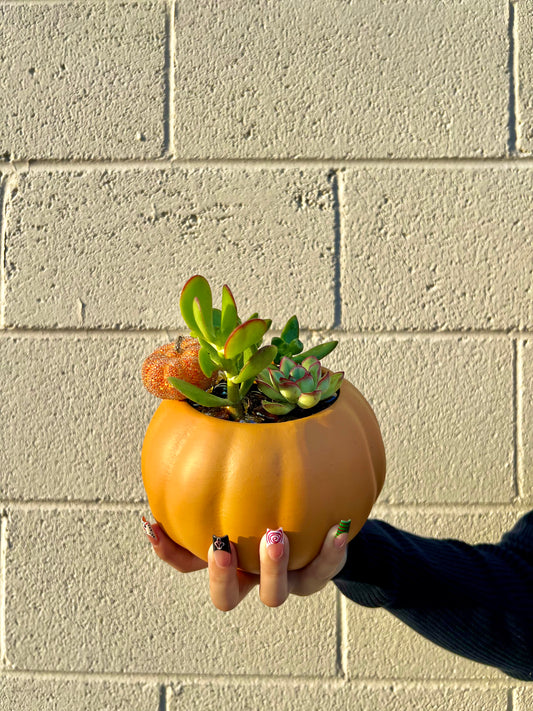 Succulent Pumpkin- Orange –  Indio Florist, Indio CA