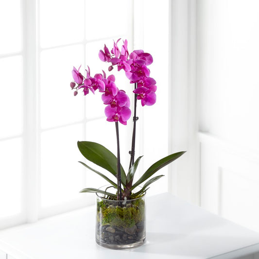 The FTD® Pink Orchid Plant