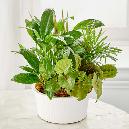 Balance & Harmony Dishgarden –  Indio Florist, Indio CA