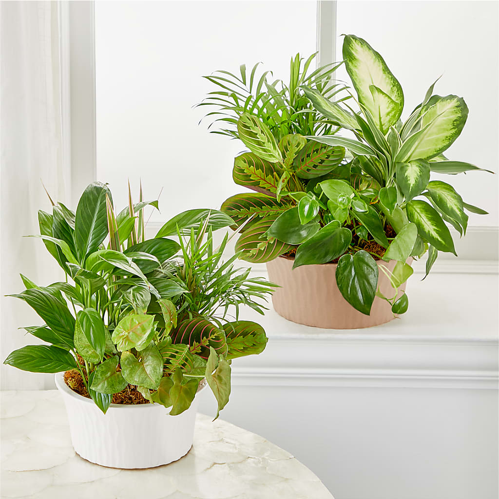 Balance & Harmony Dishgarden –  Indio Florist, Indio CA